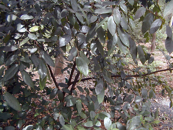 Ficus coronata - Sandpaper Fig Ficus coronata - Sandpaper Fig
