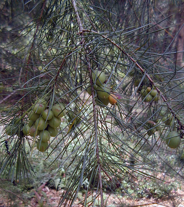 Persoonia linearis - Narrow-leaved Geebung Persoonia linearis - Narrow-leaved Geebung
