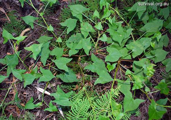 Bush Tucker Plant Quiz, Question 3 - Can you identify this plant?