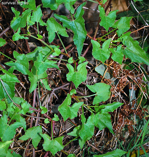 Acetosa sagittata - Turkey Rhubarb - Edible Weeds and Bush Tucker Plant Foods Acetosa sagittata - Turkey Rhubarb - Edible Weeds and Bush Tucker Plant Foods