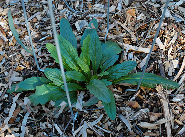 Ajuga australis - Austral Bugle Ajuga australis - Austral Bugle