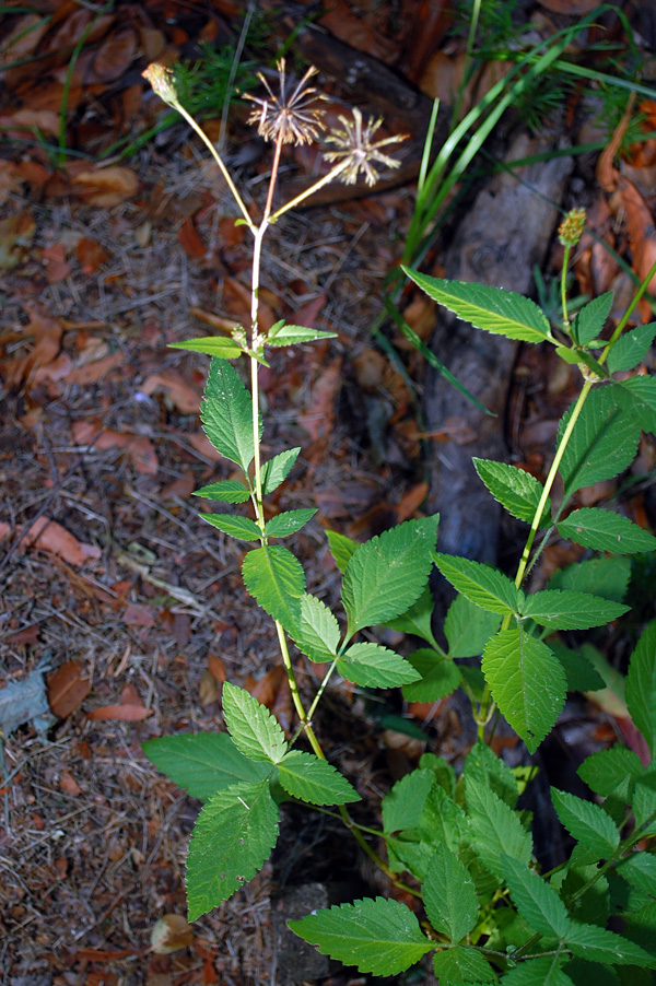 Bidens pilosa - Cobbler's Pegs Bidens pilosa - Cobbler's Pegs