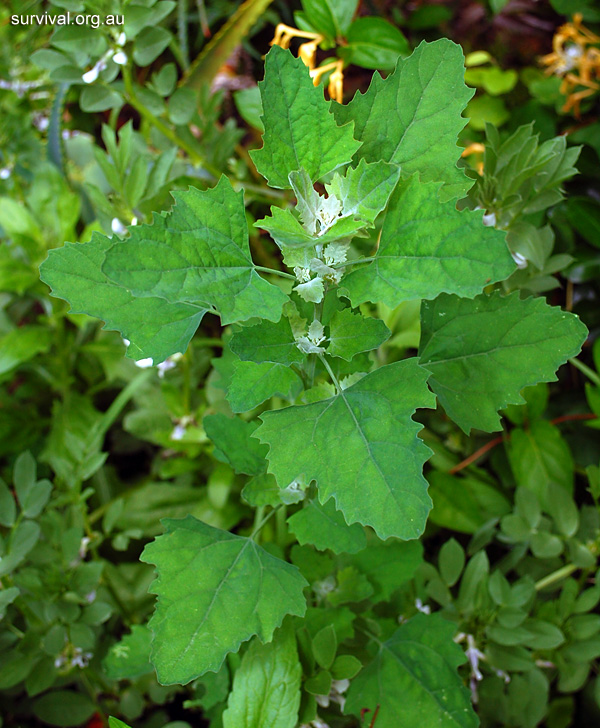 Chenopodium album - Fat Hen Chenopodium album - Fat Hen