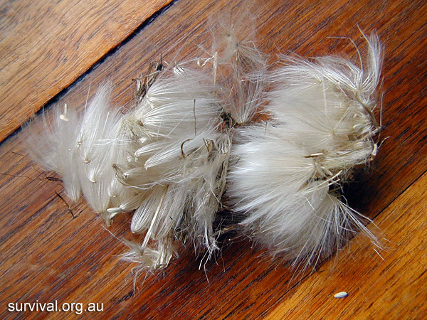 Bush Tucker Plant Quiz, Question 6 - Can you identify this plant?