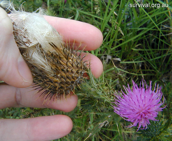 Cirsium vulgare - Spear Thistle - Bush Tucker Plant Foods Cirsium vulgare - Spear Thistle - Bush Tucker Plant Foods