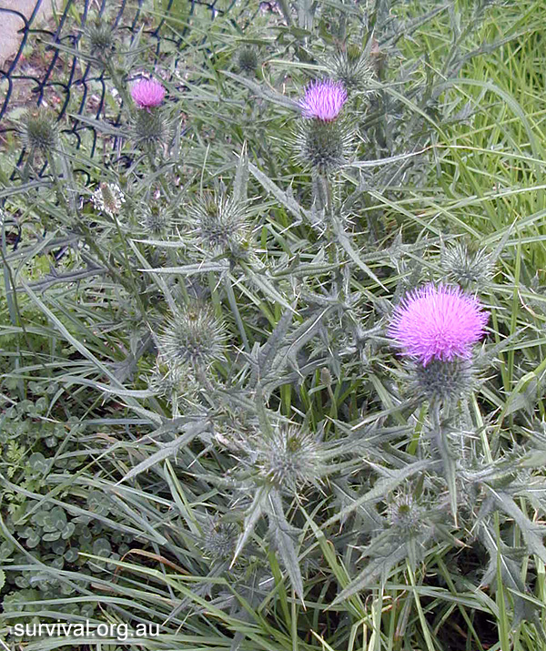 Cirsium vulgare - Spear Thistle - Bush Tucker Plant Foods Cirsium vulgare - Spear Thistle - Bush Tucker Plant Foods