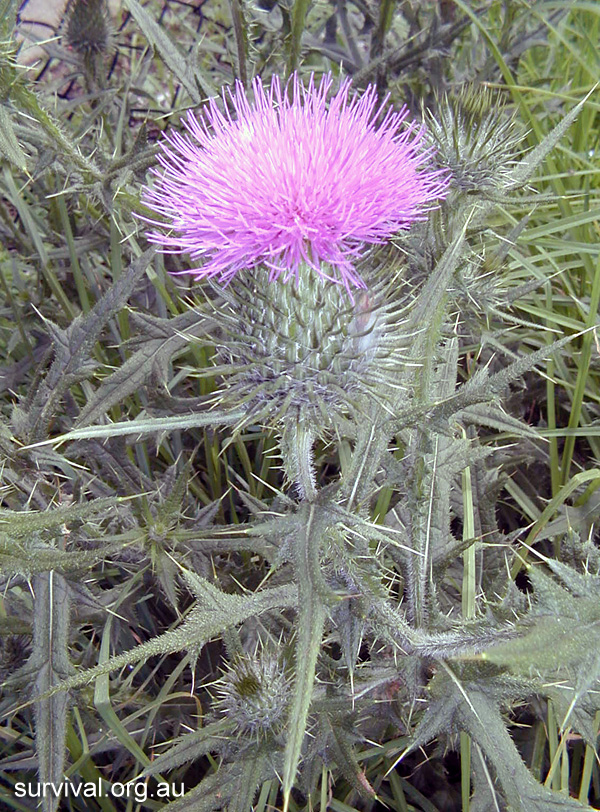 Cirsium vulgare - Spear Thistle - Bush Tucker Plant Foods Cirsium vulgare - Spear Thistle - Bush Tucker Plant Foods
