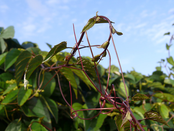 Cissus antarctica - Kangaroo Vine - Native Grape Cissus antarctica - Kangaroo Vine - Native Grape