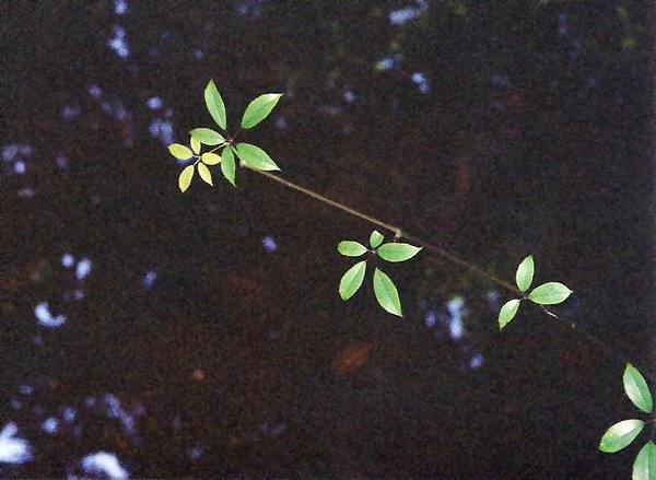Cissus hypoglauca - Five Leaf Water Vine - Native Grape Cissus hypoglauca - Five Leaf Water Vine - Native Grape