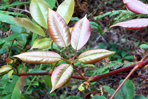 Cissus hypoglauca - Five Leaf Water Vine - Native Grape Cissus hypoglauca - Five Leaf Water Vine - Native Grape