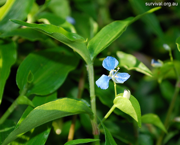 Commelina cyanea - Scurvy Weed - Edible Weeds and Bush Tucker Plant Foods Commelina cyanea - Scurvy Weed - Edible Weeds and Bush Tucker Plant Foods
