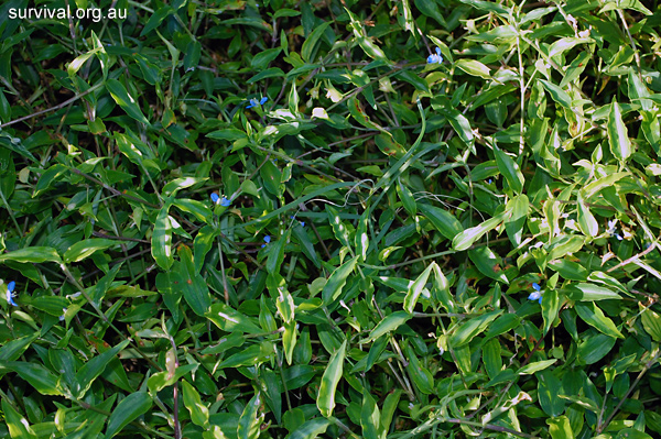 Commelina cyanea - Scurvy Weed - Edible Weeds and Bush Tucker Plant Foods Commelina cyanea - Scurvy Weed - Edible Weeds and Bush Tucker Plant Foods