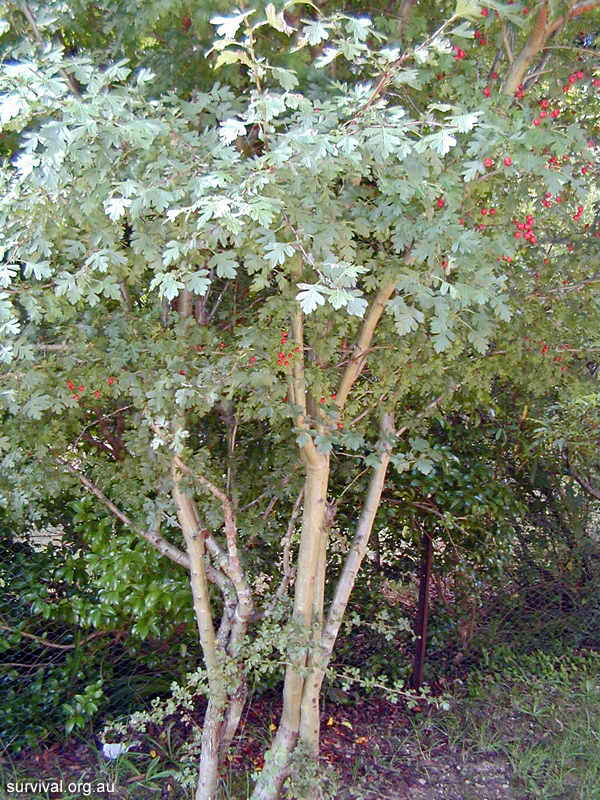 Crataegus monogyna - Hawthorn - Edible Weeds and Bush Tucker Plant Foods Crataegus monogyna - Hawthorn - Edible Weeds and Bush Tucker Plant Foods