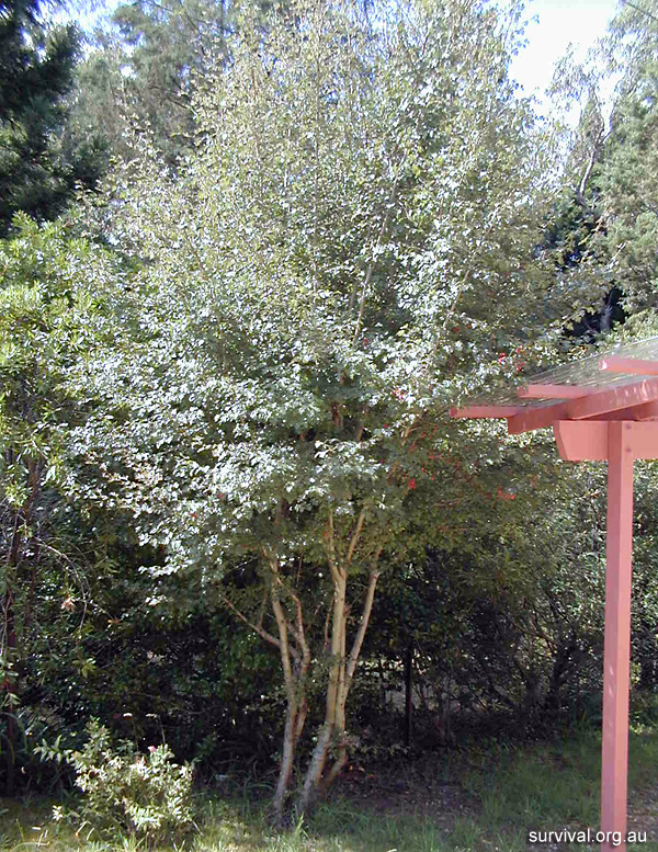 Crataegus monogyna - Hawthorn - Edible Weeds and Bush Tucker Plant Foods Crataegus monogyna - Hawthorn - Edible Weeds and Bush Tucker Plant Foods
