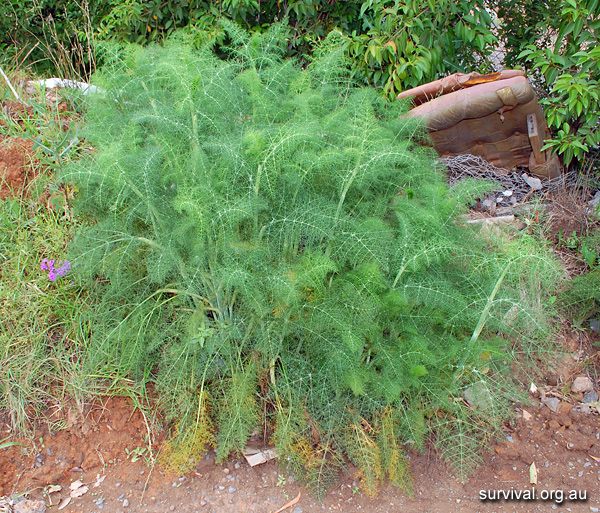 Foeniculum vulgare - Fennel - Edible Weeds and Bush Tucker Plant Foods Foeniculum vulgare - Fennel - Edible Weeds and Bush Tucker Plant Foods