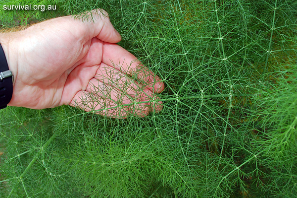 Foeniculum vulgare - Fennel - Edible Weeds and Bush Tucker Plant Foods Foeniculum vulgare - Fennel - Edible Weeds and Bush Tucker Plant Foods