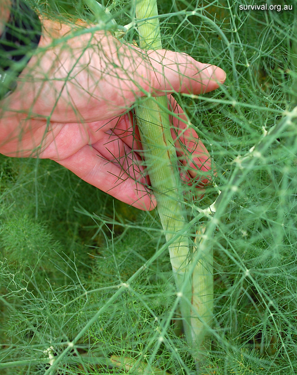 Foeniculum vulgare - Fennel - Edible Weeds and Bush Tucker Plant Foods Foeniculum vulgare - Fennel - Edible Weeds and Bush Tucker Plant Foods