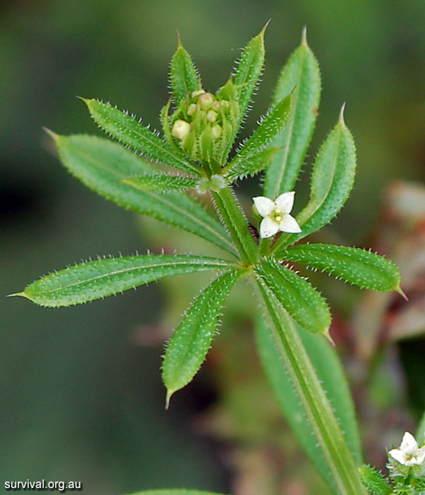 Galium aparine - Cleavers - Edible Weeds and Bush Tucker Plant Foods Galium aparine - Cleavers - Edible Weeds and Bush Tucker Plant Foods