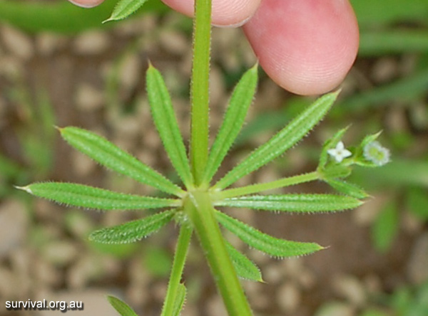 Galium aparine - Cleavers - Edible Weeds and Bush Tucker Plant Foods Galium aparine - Cleavers - Edible Weeds and Bush Tucker Plant Foods