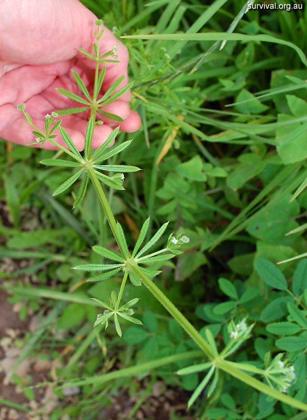 Bush Tucker Plant Quiz, Question 4 - Can you identify this plant?