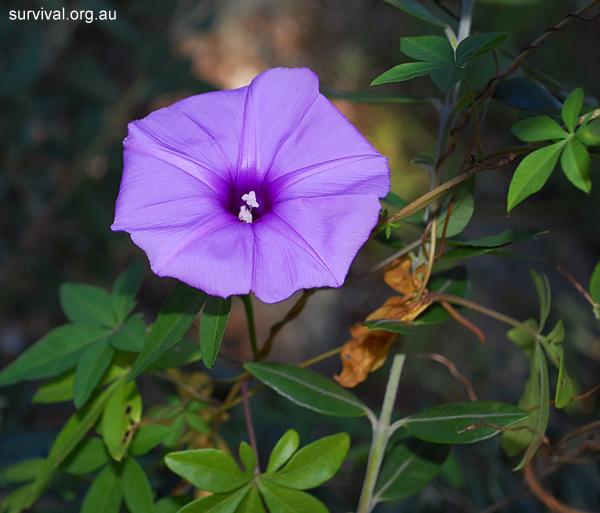Ipomoea cairica - Coastal Morning Glory - Edible Weeds and Bush Tucker Plant Foods Ipomoea cairica - Coastal Morning Glory - Edible Weeds and Bush Tucker Plant Foods