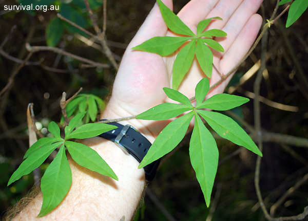 Ipomoea cairica - Coastal Morning Glory - Edible Weeds and Bush Tucker Plant Foods Ipomoea cairica - Coastal Morning Glory - Edible Weeds and Bush Tucker Plant Foods