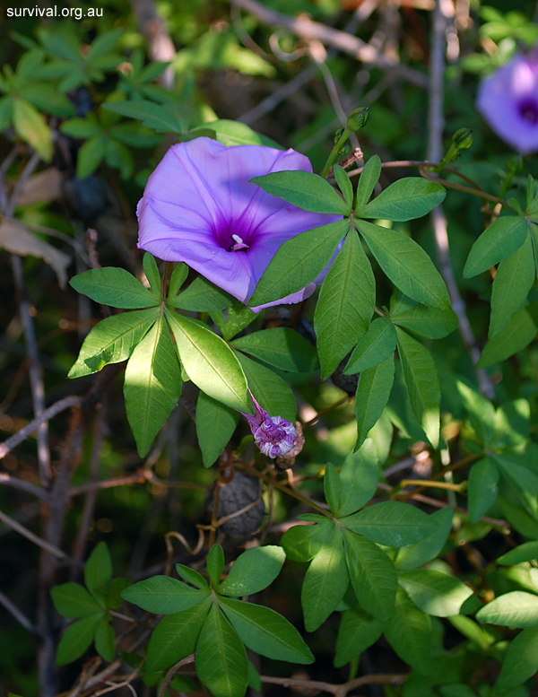Ipomoea cairica - Coastal Morning Glory - Edible Weeds and Bush Tucker Plant Foods Ipomoea cairica - Coastal Morning Glory - Edible Weeds and Bush Tucker Plant Foods