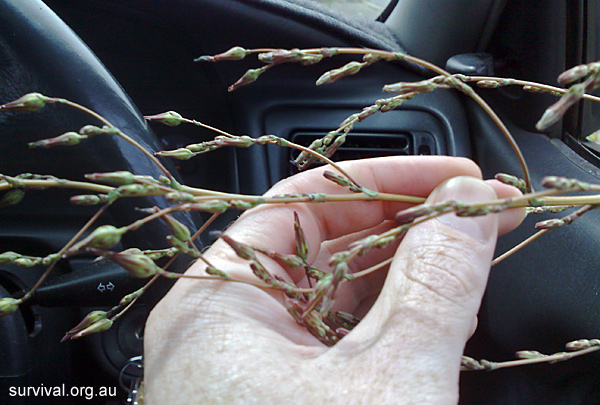 Lactuca serriola - Prickly Lettuce - Edible Weeds and Bush Tucker Plant Foods Lactuca serriola - Prickly Lettuce - Edible Weeds and Bush Tucker Plant Foods