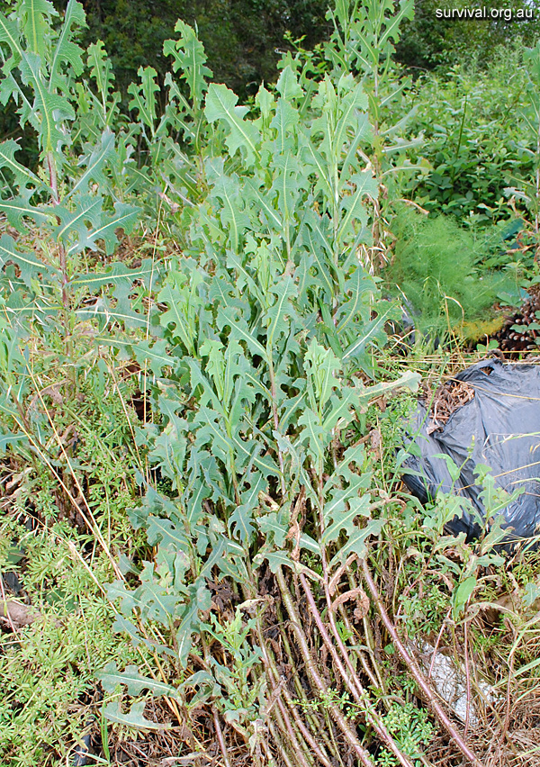 Lactuca serriola - Prickly Lettuce - Edible Weeds and Bush Tucker Plant Foods Lactuca serriola - Prickly Lettuce - Edible Weeds and Bush Tucker Plant Foods