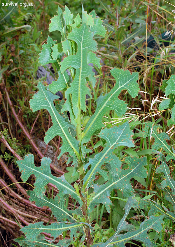 Lactuca serriola - Prickly Lettuce - Edible Weeds and Bush Tucker Plant Foods Lactuca serriola - Prickly Lettuce - Edible Weeds and Bush Tucker Plant Foods