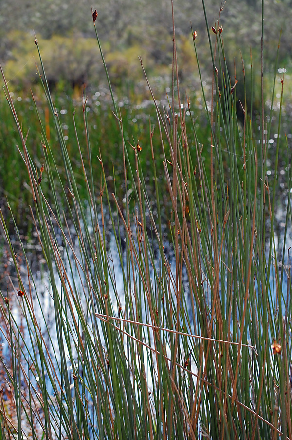Lepironia articulata - Grey Sedge Lepironia articulata - Grey Sedge