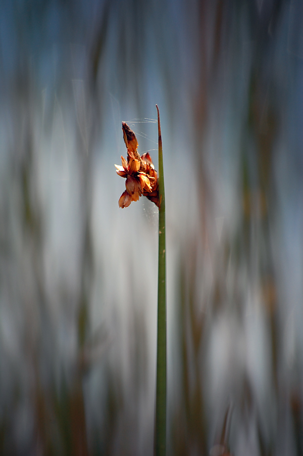Lepironia articulata - Grey Sedge Lepironia articulata - Grey Sedge