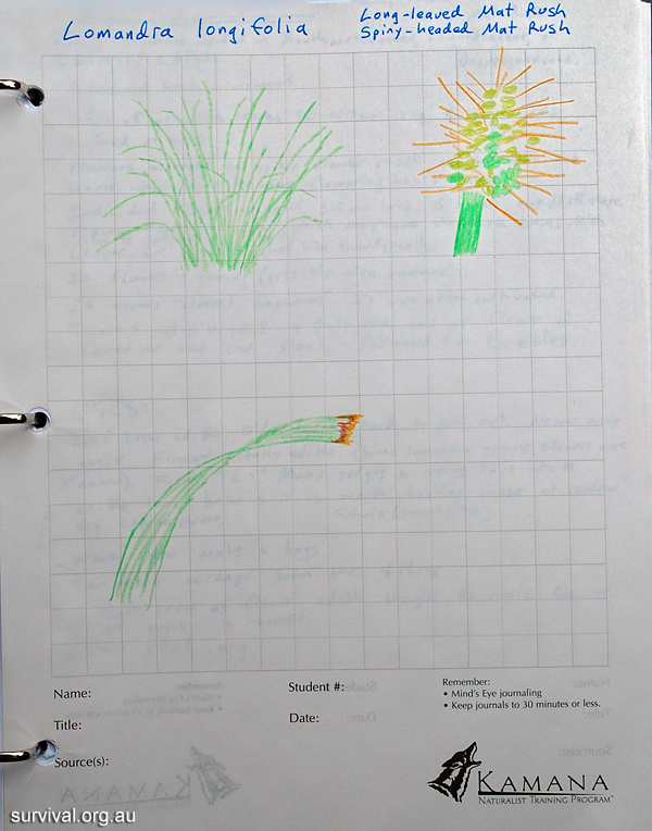 Bush Tucker Plant Quiz, Question 8 - Can you identify this plant?