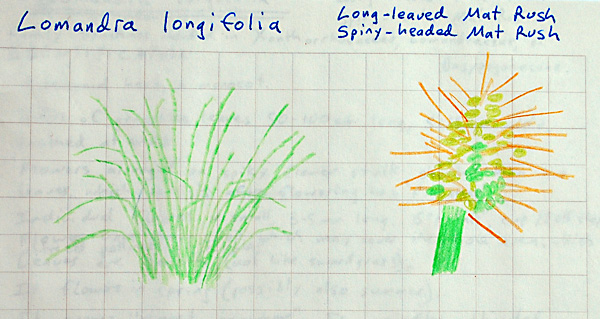 Lomandra longifolia - Mat Rush - Kamana Lomandra longifolia - Mat Rush - Kamana