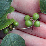 Medicinal Plants