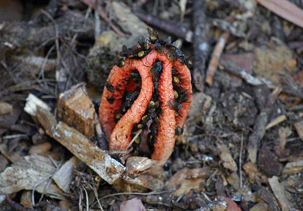 Bush Tucker Plant Quiz, Question 1 - Can you identify this plant?