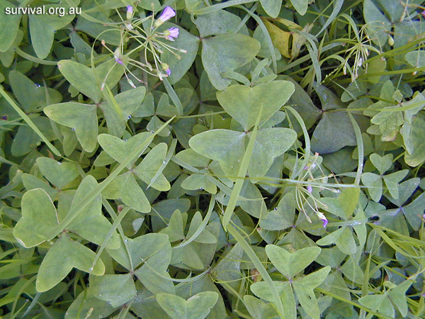 Oxalis - Wood Sorrel - Bush Tucker Plant Foods Oxalis - Wood Sorrel - Bush Tucker Plant Foods