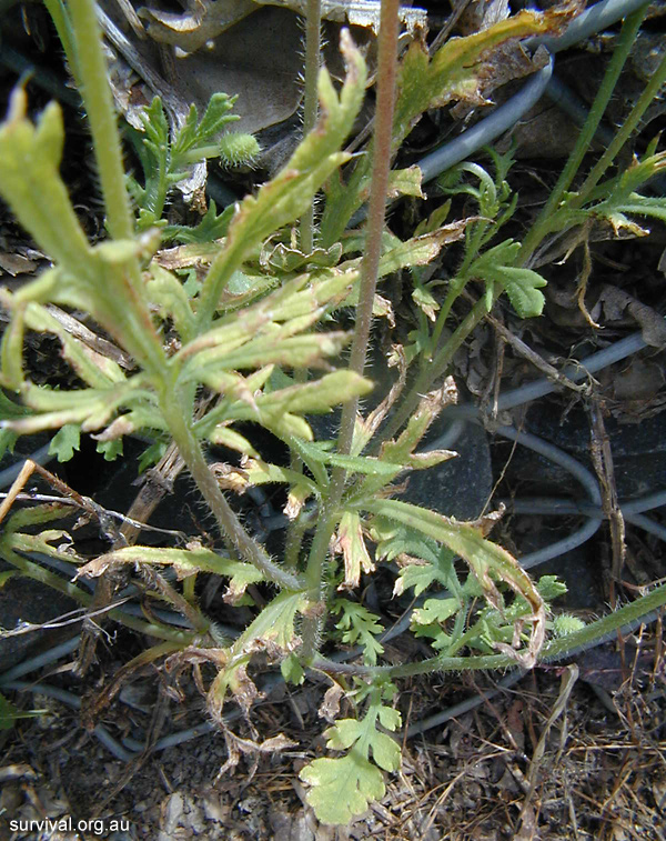 Papaver - Poppies - Edible Weeds and Bush Tucker Plant Foods Papaver - Poppies - Edible Weeds and Bush Tucker Plant Foods