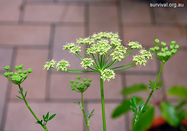 Petroselinum crispum - Wild Parsley - Edible Weeds and Bush Tucker Plant Foods Petroselinum crispum - Wild Parsley - Edible Weeds and Bush Tucker Plant Foods
