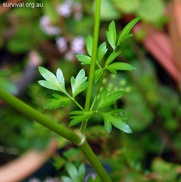 Petroselinum crispum - Wild Parsley - Edible Weeds and Bush Tucker Plant Foods Petroselinum crispum - Wild Parsley - Edible Weeds and Bush Tucker Plant Foods