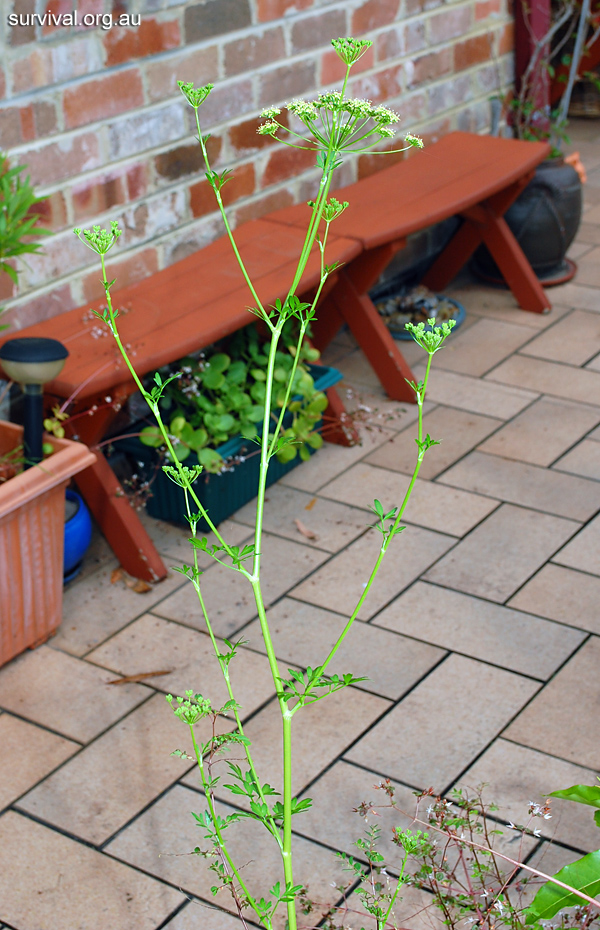 Petroselinum crispum - Wild Parsley - Edible Weeds and Bush Tucker Plant Foods Petroselinum crispum - Wild Parsley - Edible Weeds and Bush Tucker Plant Foods