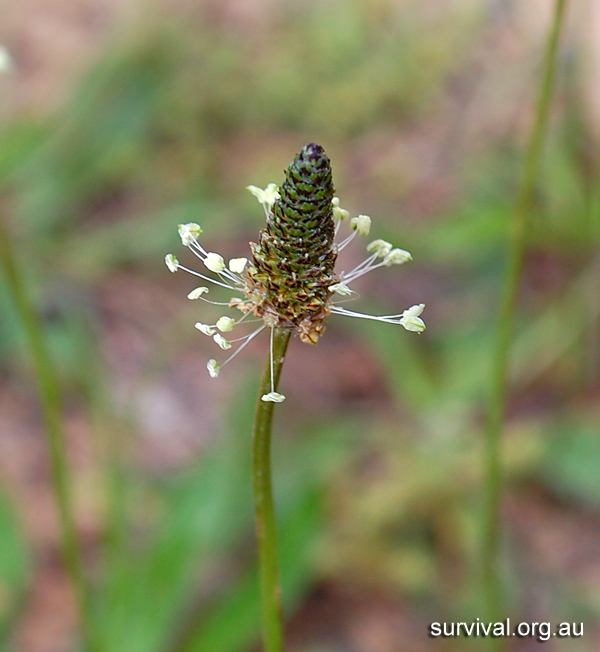 Plantago lancolata - Ribwort Plantain Plantago lancolata - Ribwort Plantain