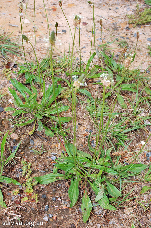 Plantago lancolata - Ribwort Plantain Plantago lancolata - Ribwort Plantain