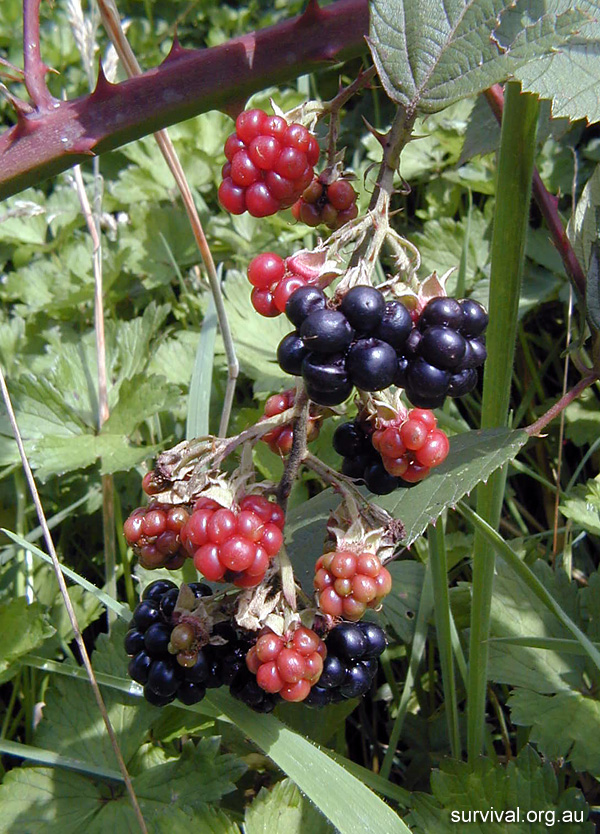 Rubus Fruticosus - Blackberry Bramble - Edible Weeds and Bush Tucker Plant Foods Rubus Fruticosus - Blackberry Bramble - Edible Weeds and Bush Tucker Plant Foods
