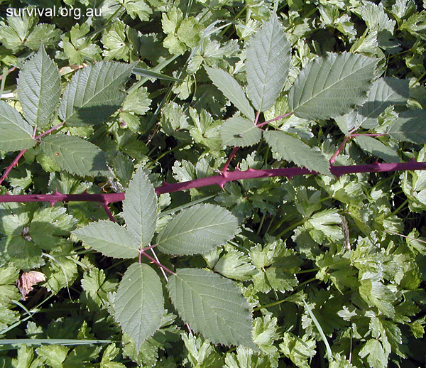 Rubus Fruticosus - Blackberry Bramble - Edible Weeds and Bush Tucker Plant Foods Rubus Fruticosus - Blackberry Bramble - Edible Weeds and Bush Tucker Plant Foods