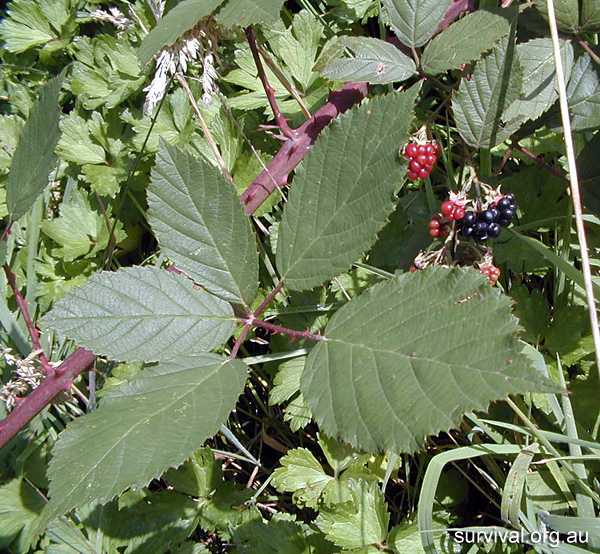 Bush Tucker Plant Quiz, Question 1 - Can you identify this plant?