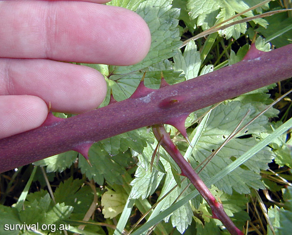 Rubus Fruticosus - Blackberry Bramble - Edible Weeds and Bush Tucker Plant Foods Rubus Fruticosus - Blackberry Bramble - Edible Weeds and Bush Tucker Plant Foods