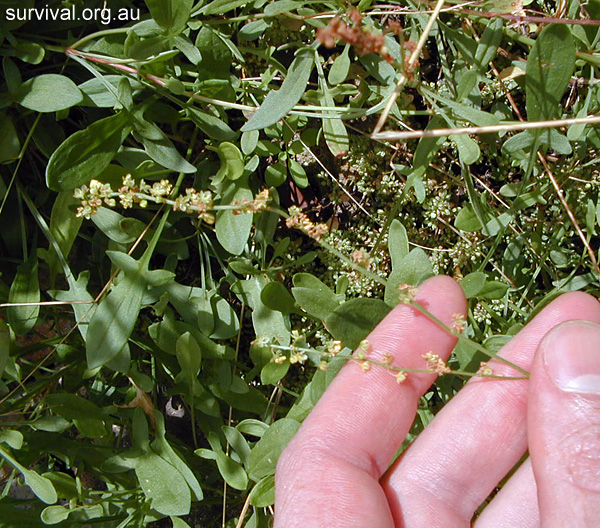 Rumex acetosella - Sheep Sorrel - Bush Tucker Plant Foods Rumex acetosella - Sheep Sorrel - Bush Tucker Plant Foods