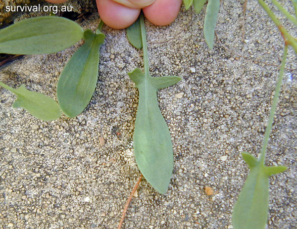 Rumex acetosella - Sheep Sorrel - Bush Tucker Plant Foods Rumex acetosella - Sheep Sorrel - Bush Tucker Plant Foods
