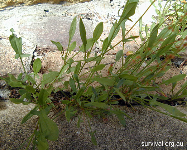 Rumex acetosella - Sheep Sorrel - Bush Tucker Plant Foods Rumex acetosella - Sheep Sorrel - Bush Tucker Plant Foods